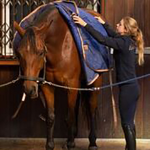 Collective Equestrian Livery & Facilities