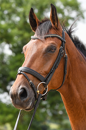 Heraldik | Curls Farm, Collective Equestrian, Curls Farm, Moorledge Lane, Chew Magna, Bristol, BS40 8TJ