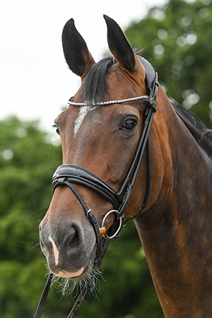 Horelja L | Curls Farm, Collective Equestrian, Curls Farm, Moorledge Lane, Chew Magna, Bristol, BS40 8TJ