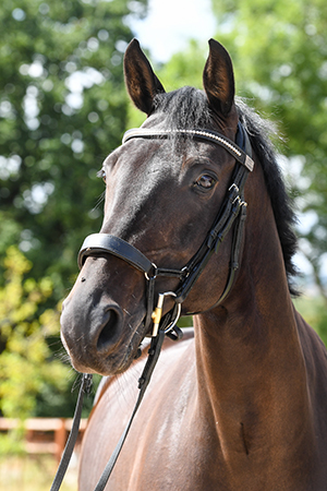 Indracala | Curls Farm, Collective Equestrian, Curls Farm, Moorledge Lane, Chew Magna, Bristol, BS40 8TJ Indracala | Curls Farm, Collective Equestrian, Curls Farm, Moorledge Lane, Chew Magna, Bristol, BS40 8TJ