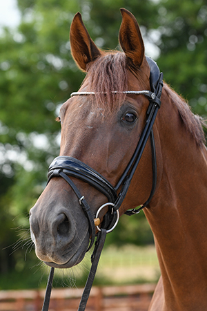 MSJ Bachelor | Curls Farm, Collective Equestrian, Curls Farm, Moorledge Lane, Chew Magna, Bristol, BS40 8TJ