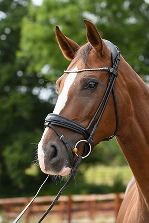 MSJ Diamonds Are Forever | Curls Farm, Collective Equestrian, Curls Farm, Moorledge Lane, Chew Magna, Bristol, BS40 8TJ