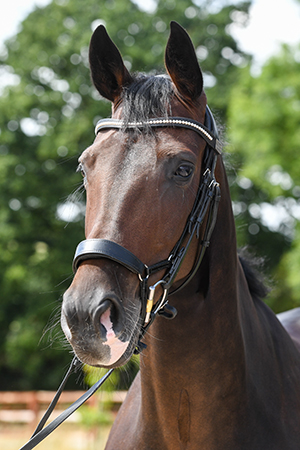 Vivaldi’s Myla | Curls Farm, Collective Equestrian, Curls Farm, Moorledge Lane, Chew Magna, Bristol, BS40 8TJ Vivaldi's Myla| Curls Farm, Collective Equestrian, Curls Farm, Moorledge Lane, Chew Magna, Bristol, BS40 8TJ