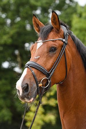 Luziano | Curls Farm, Collective Equestrian, Curls Farm, Moorledge Lane, Chew Magna, Bristol, BS40 8TJ