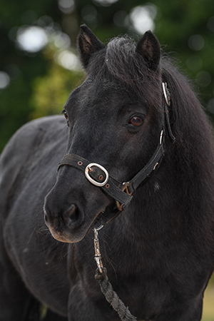 Tommy | Curls Farm, Collective Equestrian, Curls Farm, Moorledge Lane, Chew Magna, Bristol, BS40 8TJ